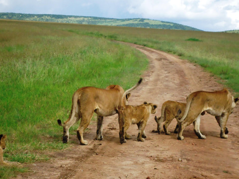 Safari Typique-蒙巴萨必去景点