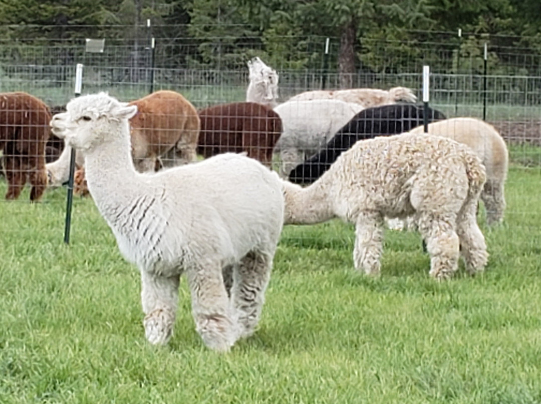 Alpaca farm River Forelands-Wamel必去景点