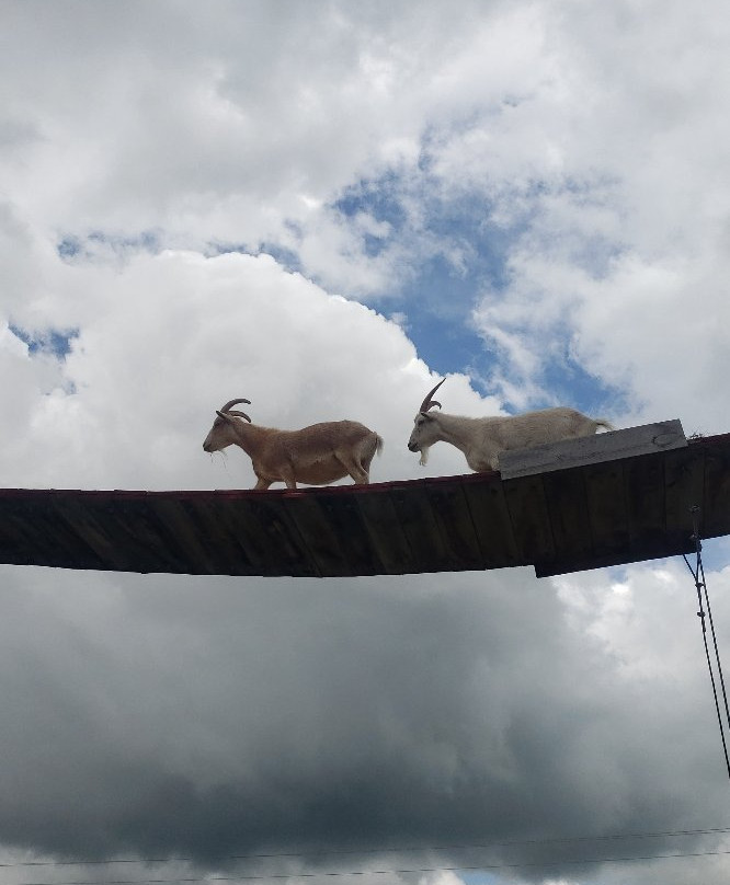Old MacDonald's Farm-拉皮德城必去景点