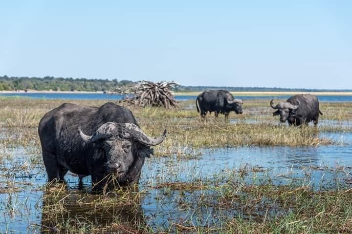 Ramjet Safaris