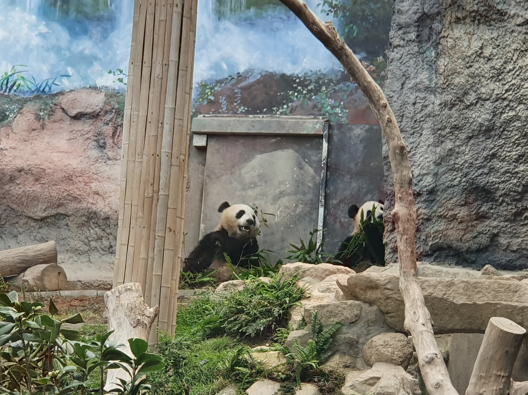 澳门大熊猫馆景点图片