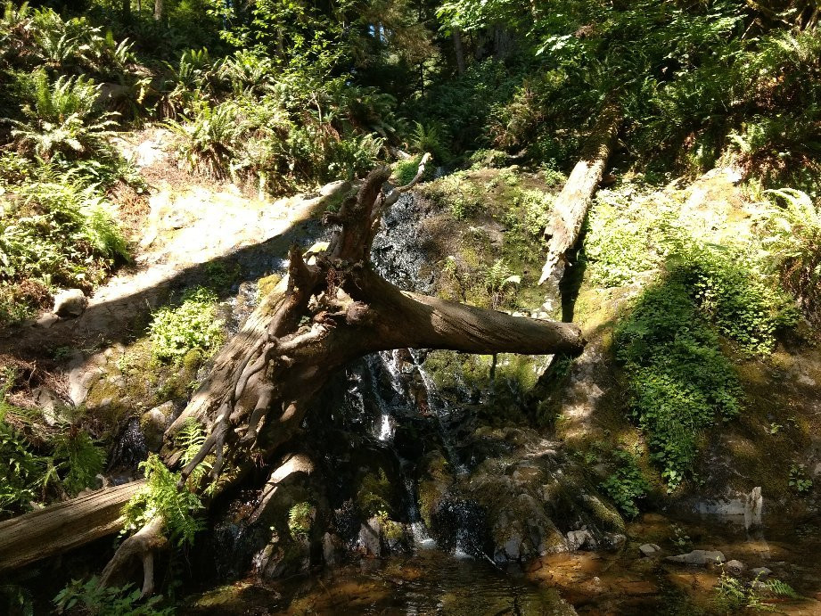 Boy Scout Big Tree Trail景点图片