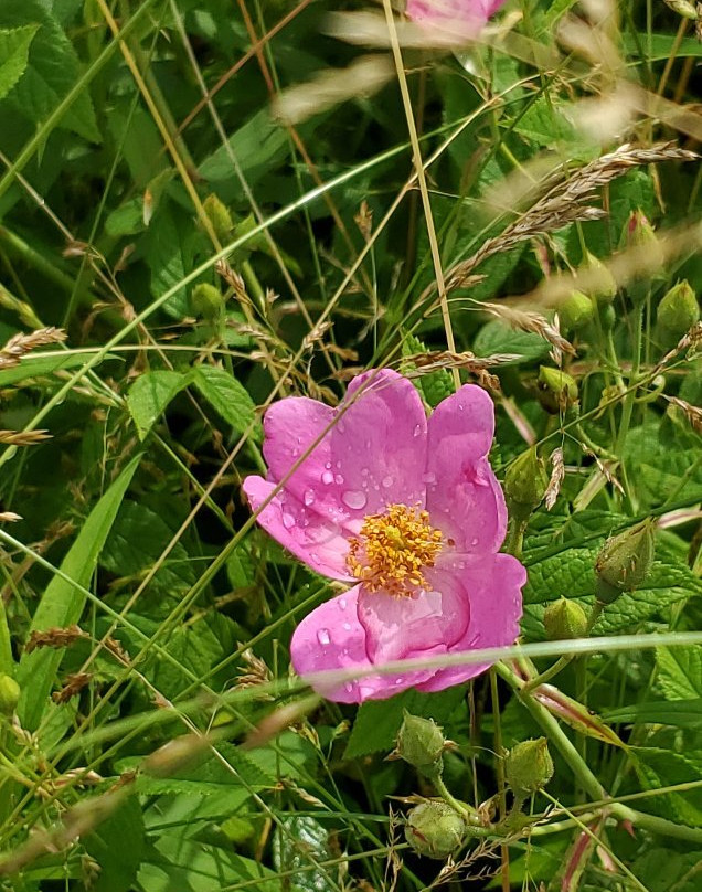 Deer Haven Preserve-Delaware必去景点