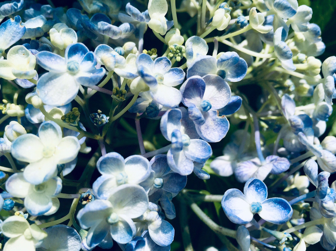Mt. Sugitake Fudoson Daishoji Temple-武雄市必去景点