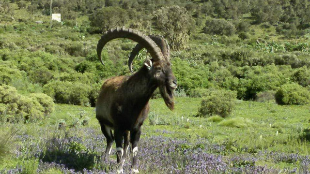 Ethio Kings Tour-贡德尔必去景点