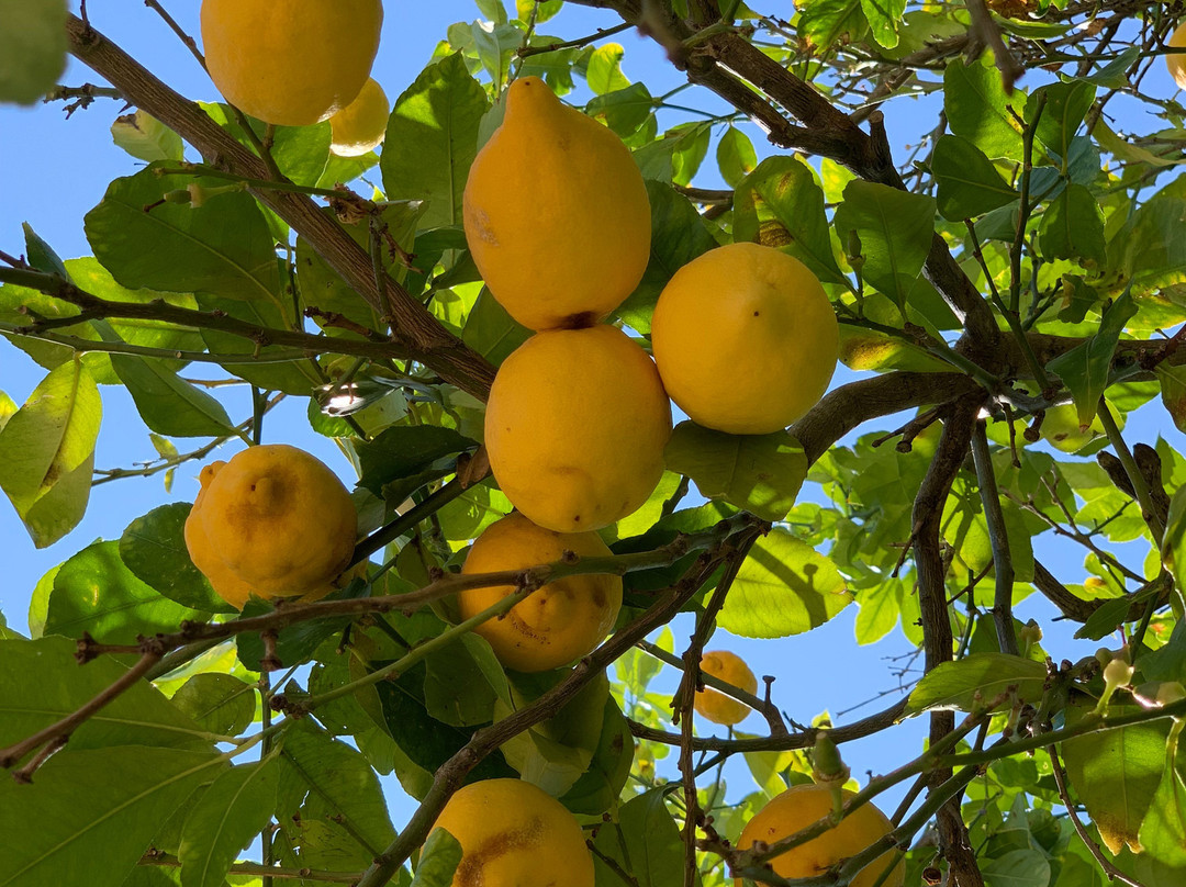 Agroturisme Finca Sa Maniga主图