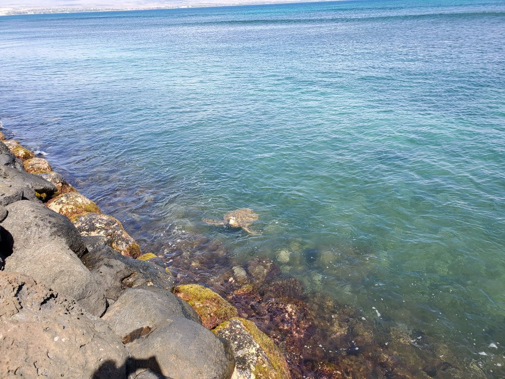 Maalaea Harbor-玛阿拉也亚必去景点