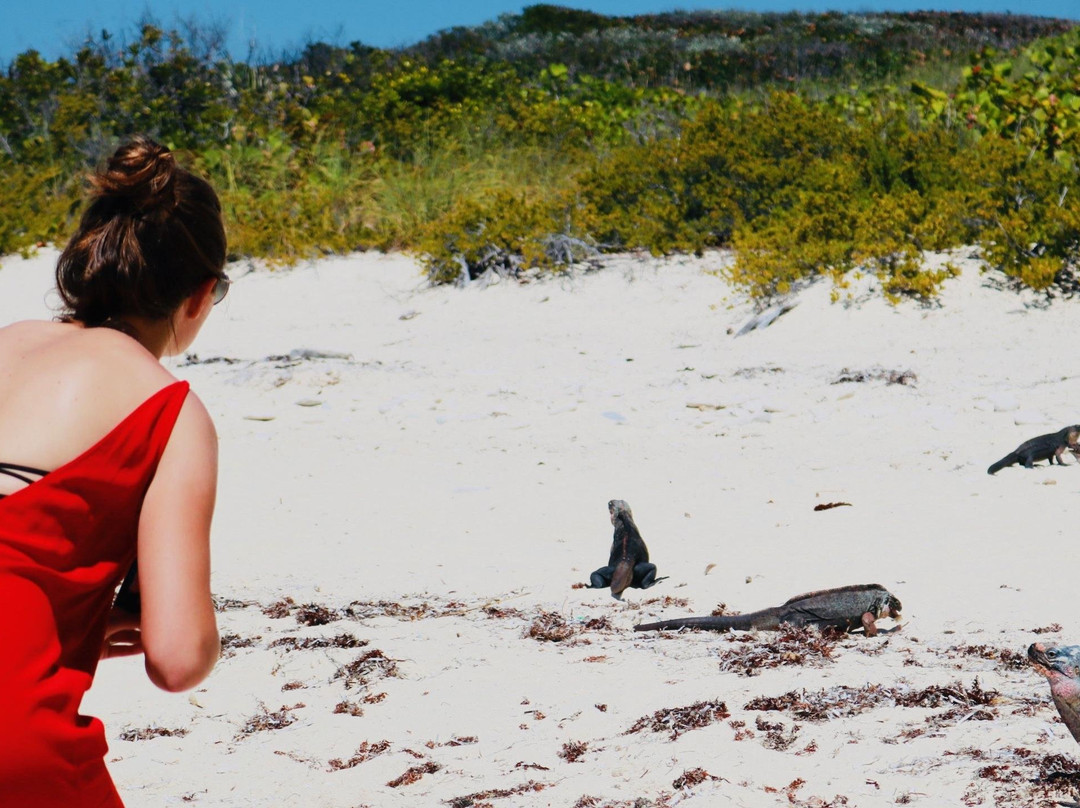 Private Airplane Swimming Pig Excursion-斯丹尼尔岛必去景点