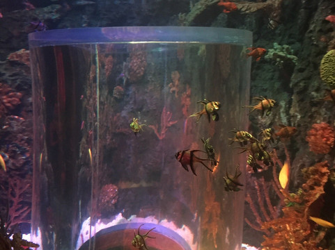 长风海洋世界-上海市必去景点