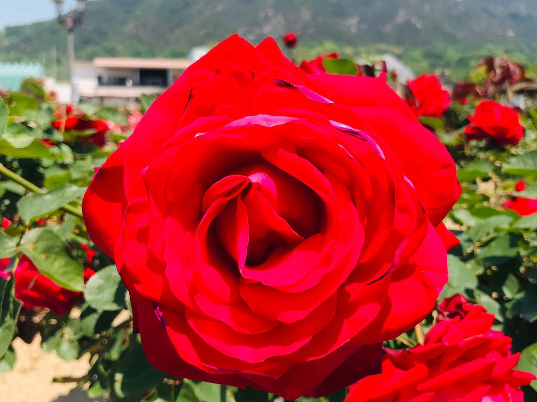 Yoshiumi Rose Park-今治市必去景点