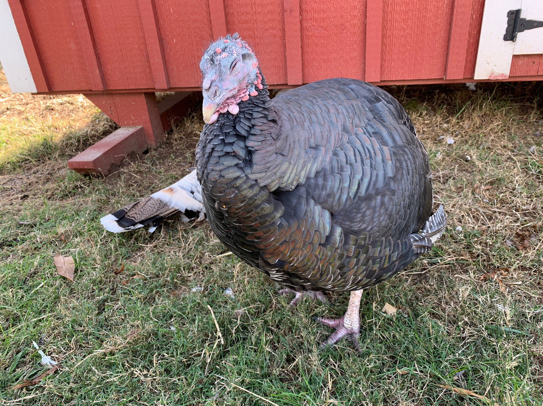 Gentle Barn-诺克斯维尔必去景点