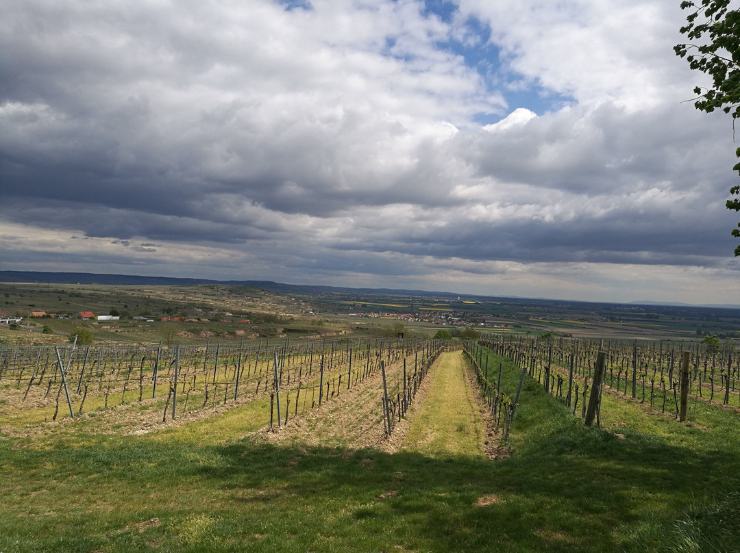 Weingut Schloss Gobelsburg景点图片