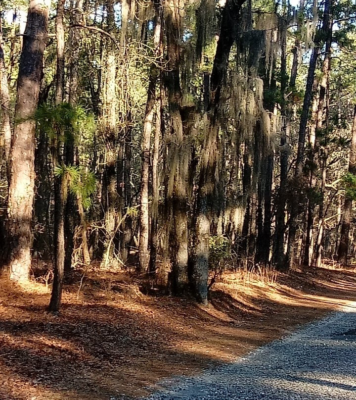 Little Pee Dee State Park景点图片