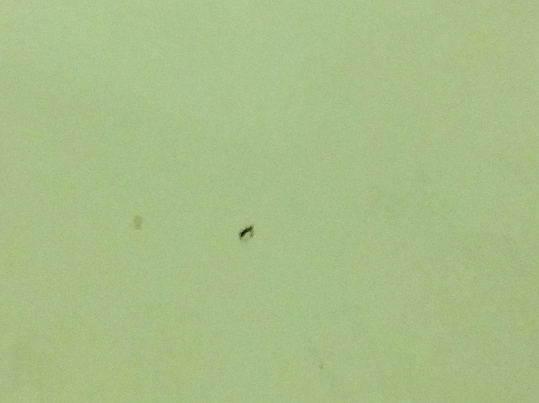 Days Inn by Wyndham Orangeburg主图