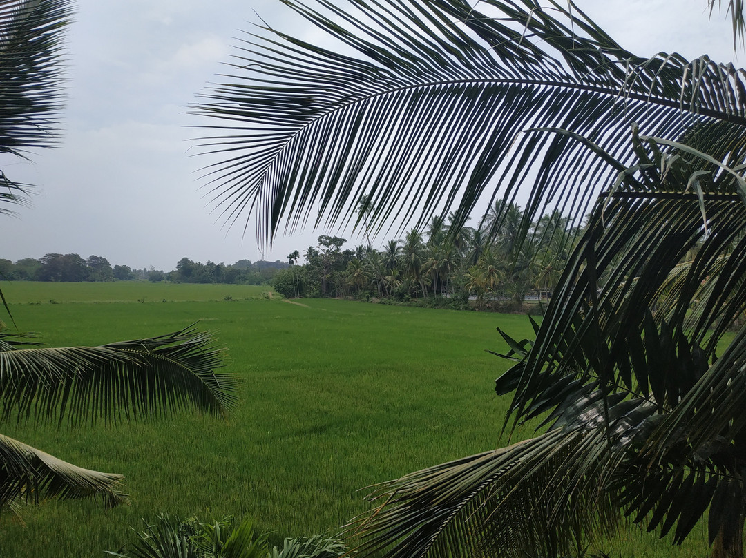 Paddy House Villa Home Stay主图