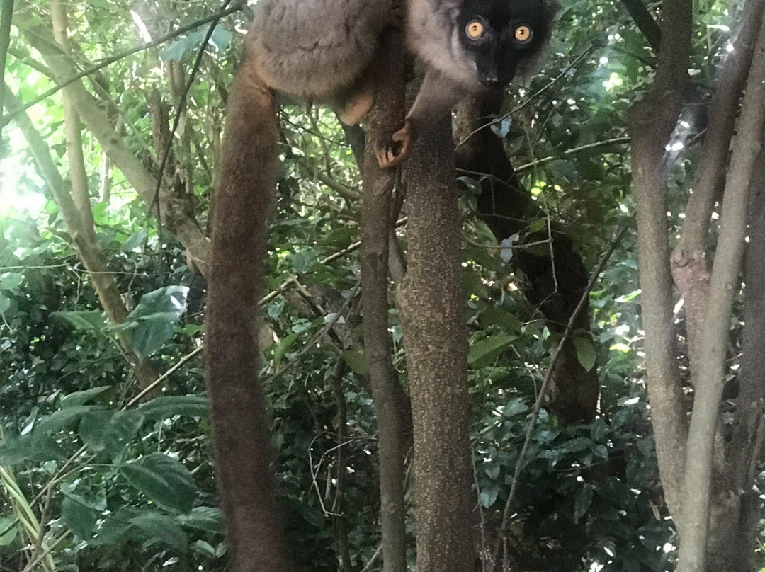 Black Lemur Sanctuary景点图片