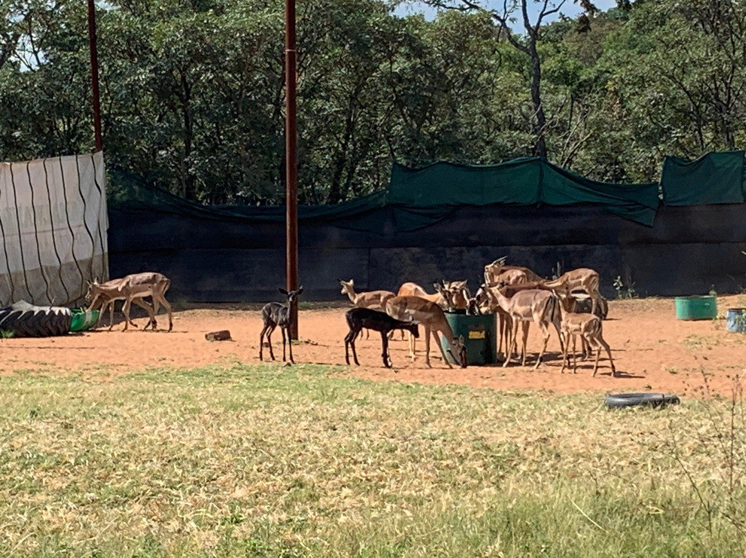 Thaba Pitsi Safari Lodge主图