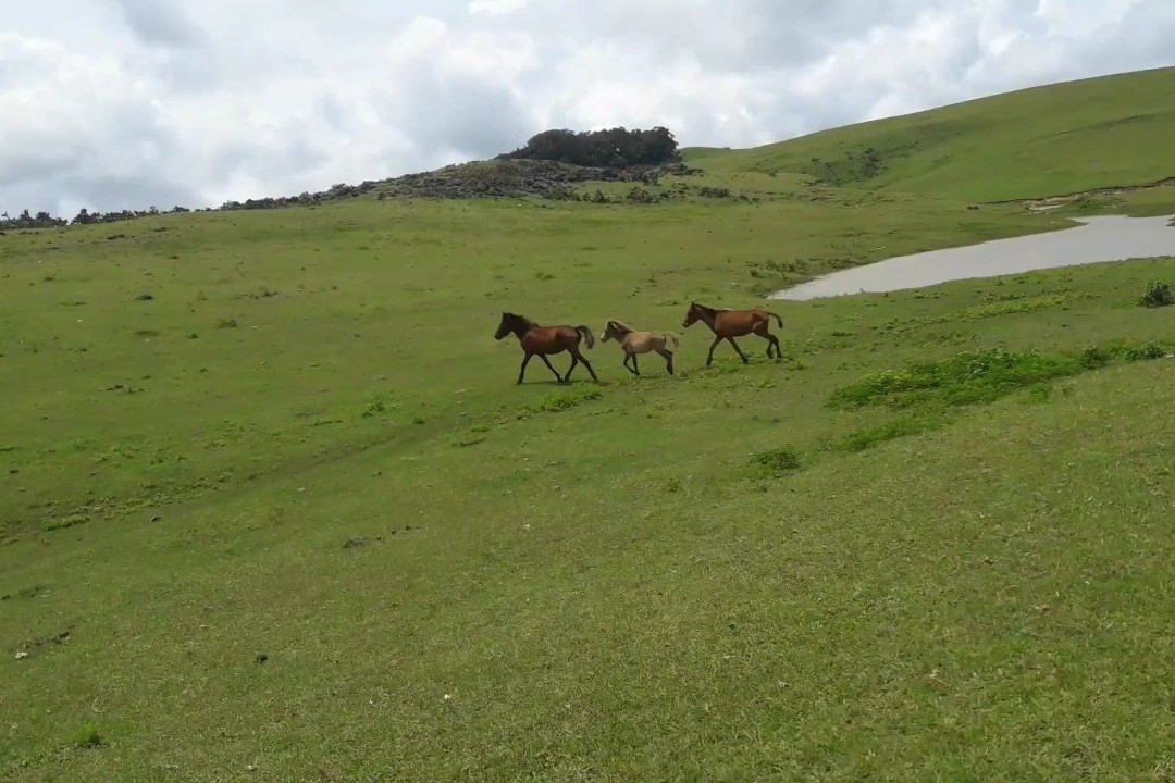 Fulan Fehan Savanna景点图片