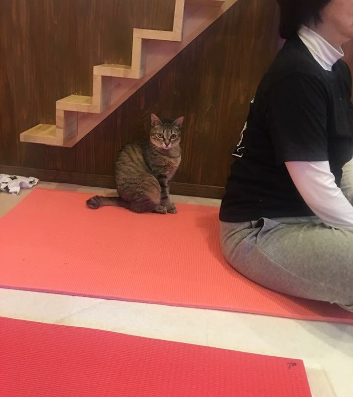 Chiyoda Nyan To Naru Cafe-千代田区必去景点