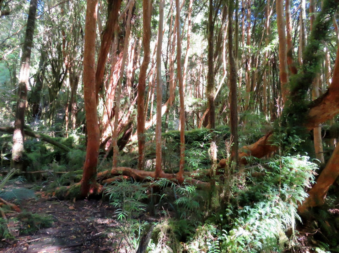 Chonchi旅游景点-Parque Tepuhueico