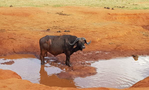 Costo Tours & Adventure Activities - Day Tours-蒙巴萨必去景点