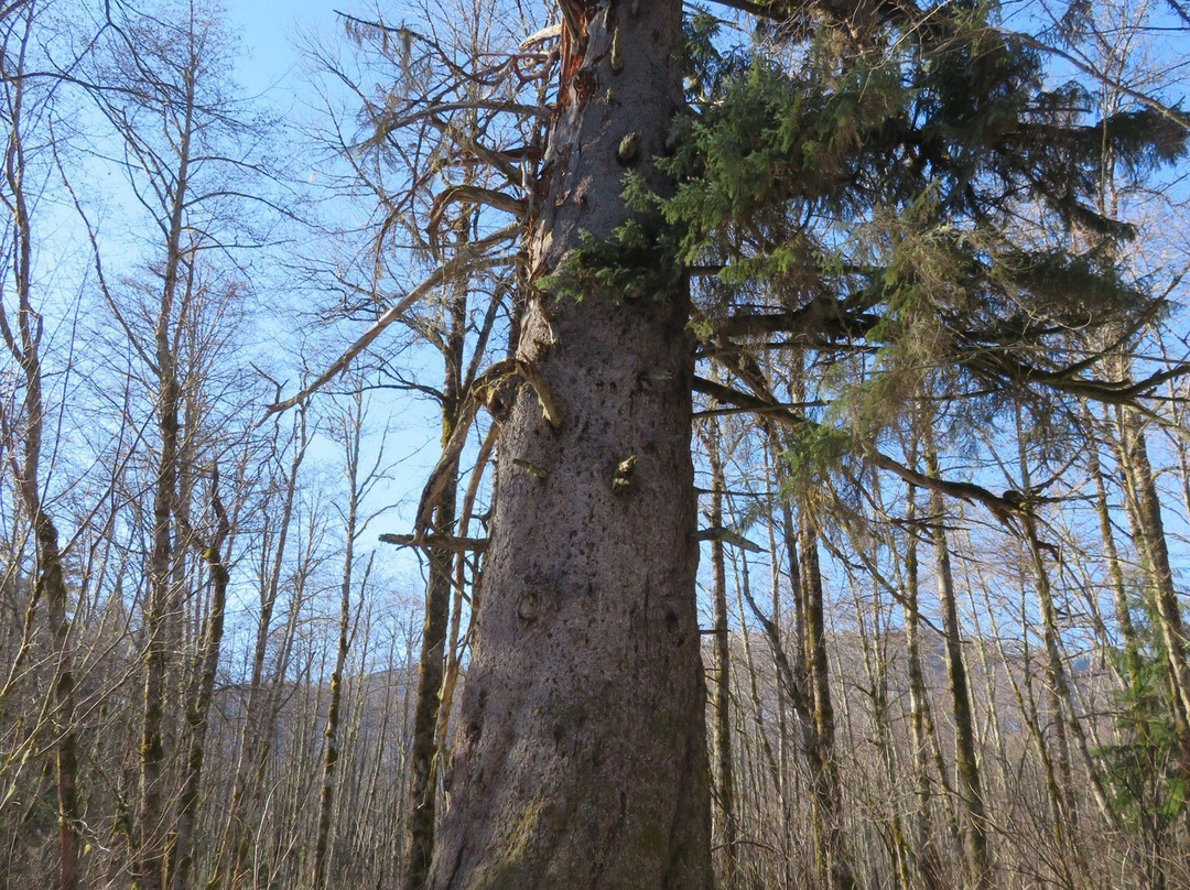 Giant Spruce Park-Kitimat必去景点