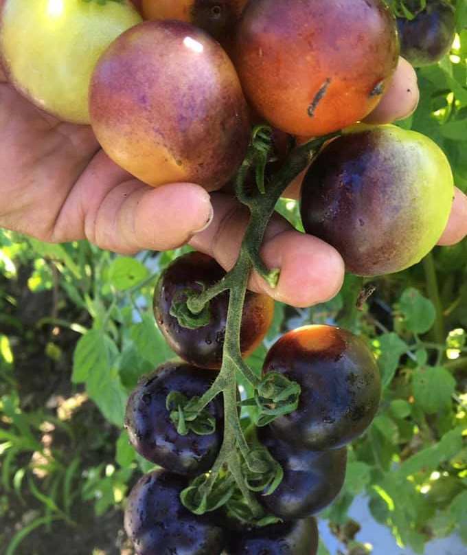 Redland Community Farm and Market-霍姆斯特德必去景点