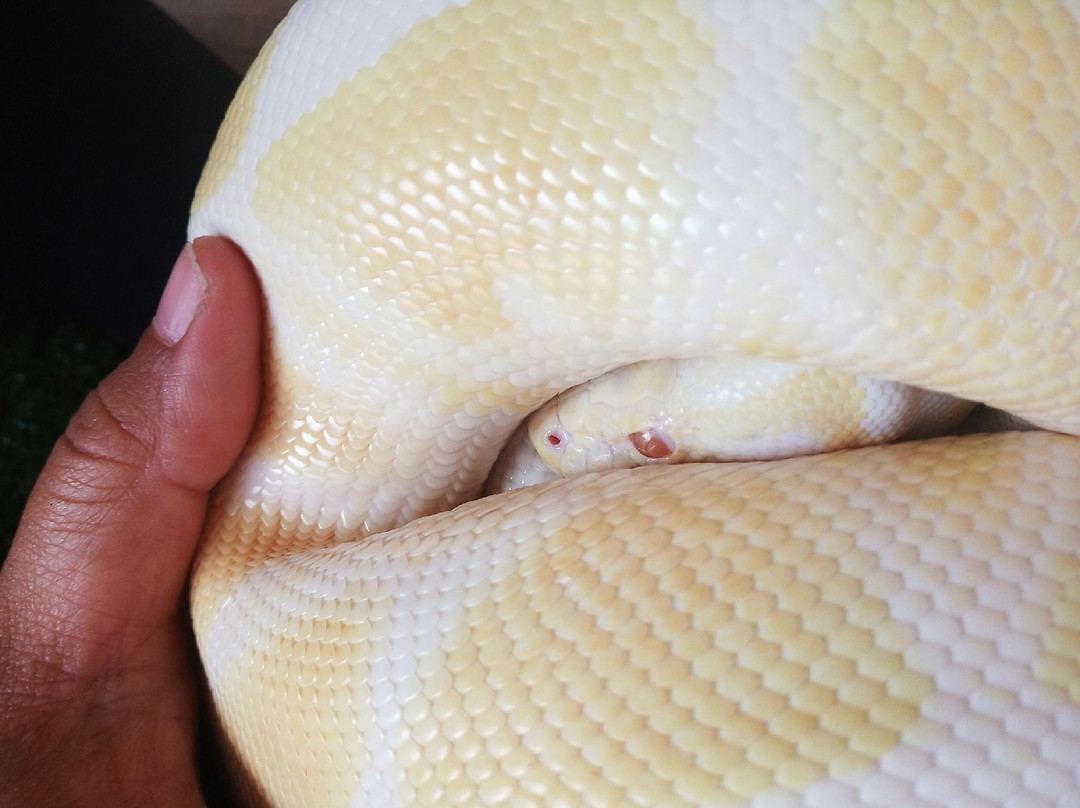 Borneo Ant House-斗亚兰必去景点