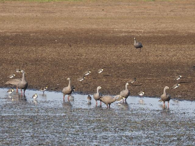 Swan Lake Trail景点图片