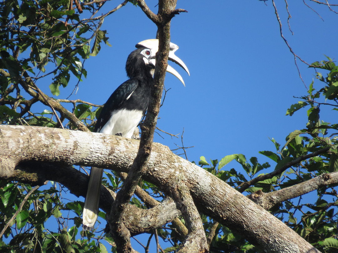 Tabin Lodge and Wildlife Rainforest Tour-拉哈达图必去景点