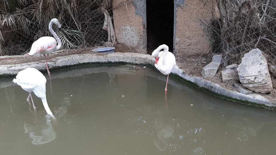 Africa Safari Park-Ash Shahid Ahmad Badawi必去景点