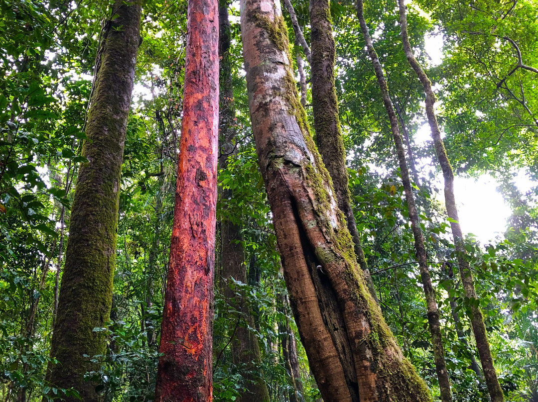 Paluma and Crystal Creek Rainforest-Paluma必去景点