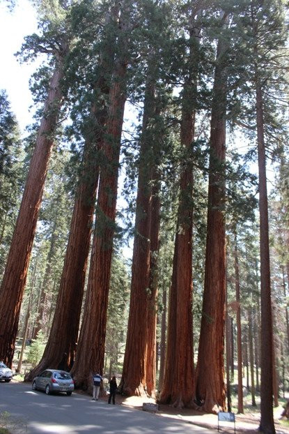 The Parker Group-红杉&国王峡谷国家公园必去景点