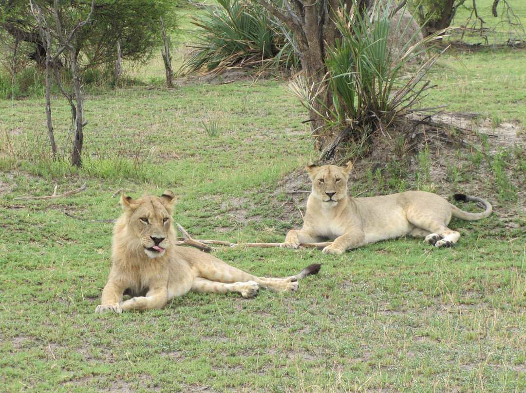 Gomoti Plains Camp - Machaba Safaris主图