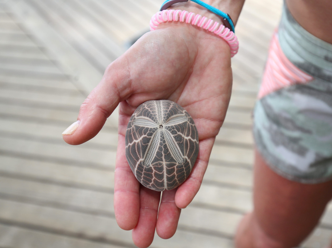 Tavarua Island Resort主图