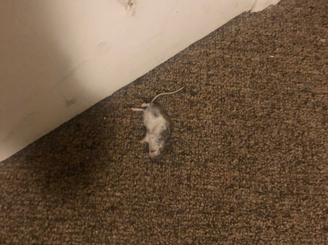 The Canyon Motel主图