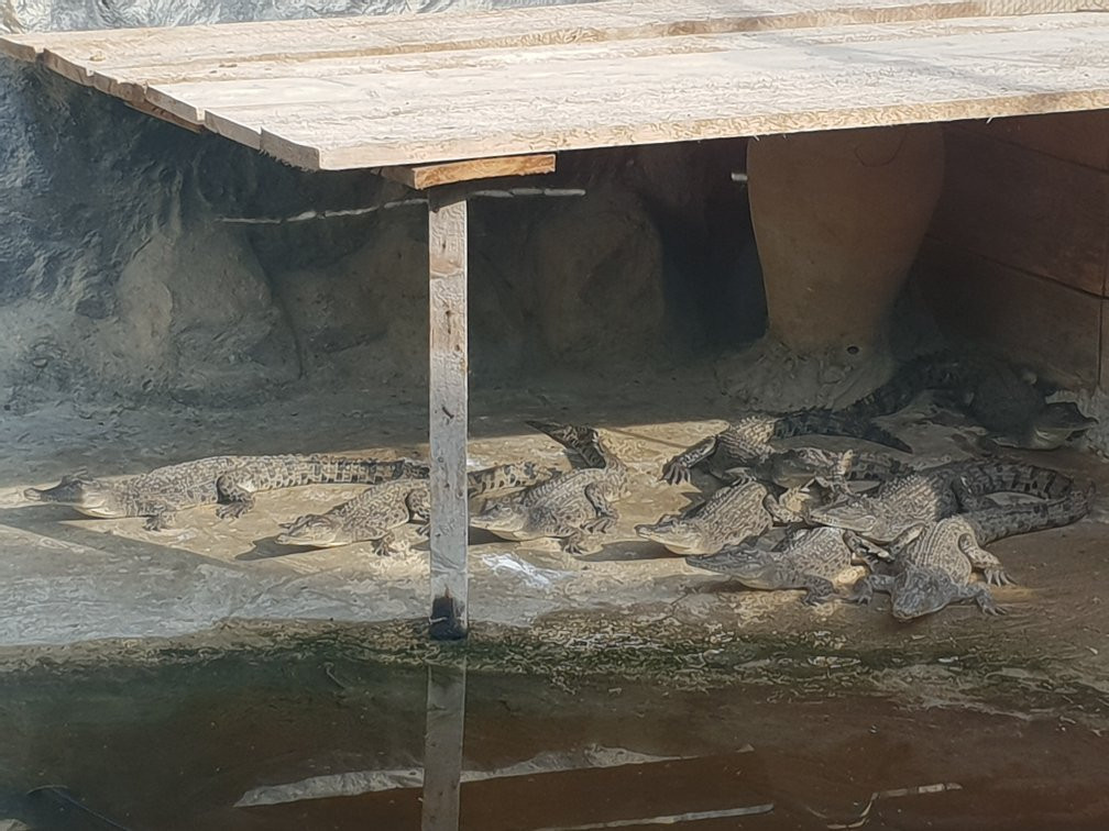 Noopak Crocodile park景点图片