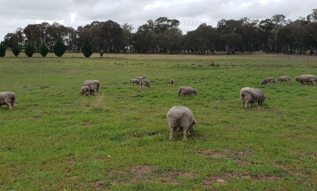 Short Sheep Micro-winery & Farm景点图片