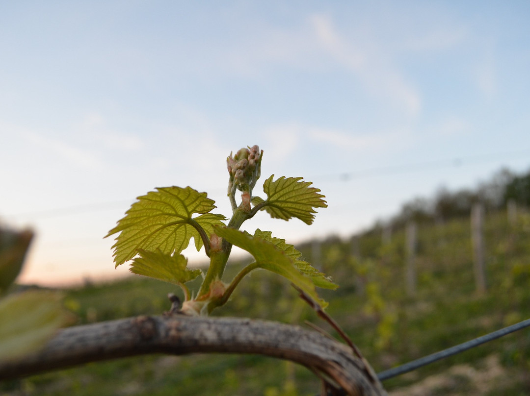 Domaine Debreuille景点图片