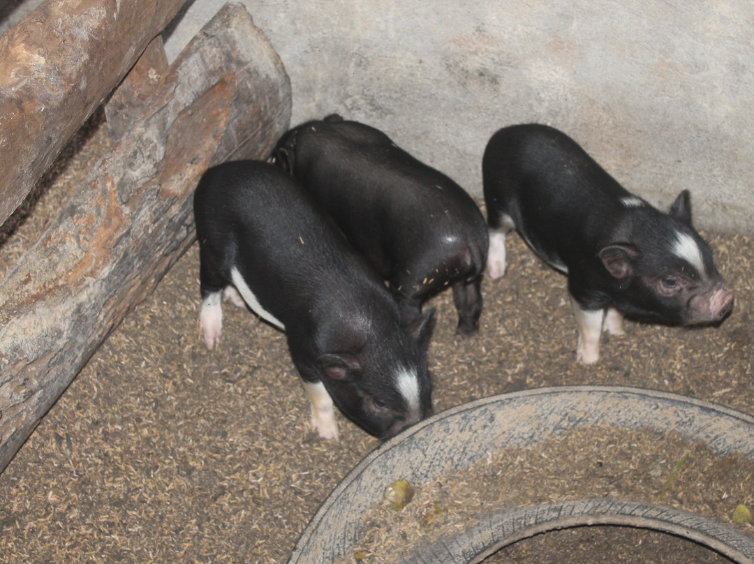 Canaan Hill Farms-Caibiran必去景点