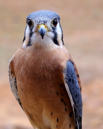 Alabama Wildlife Center-Pelham必去景点