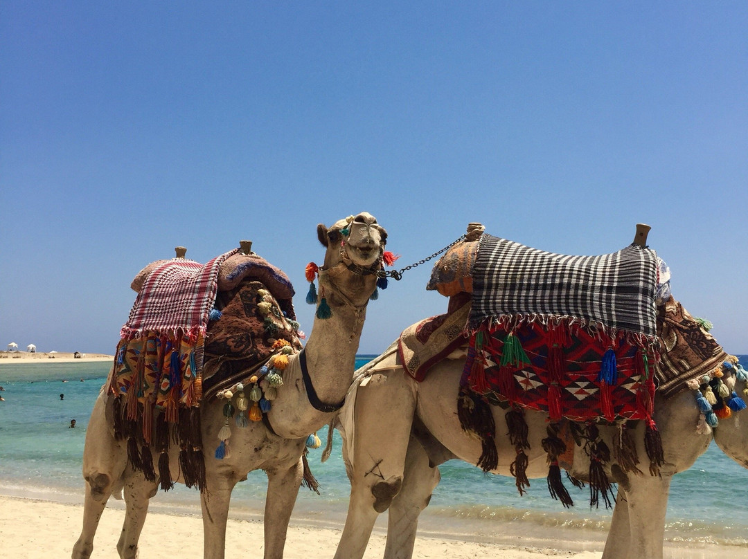 Deep Dark Safari-Port Ghalib必去景点