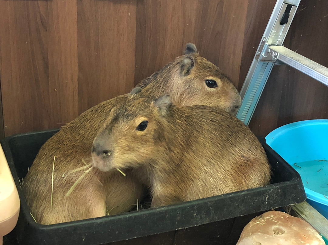 Capybara Land PUIPUI景点图片