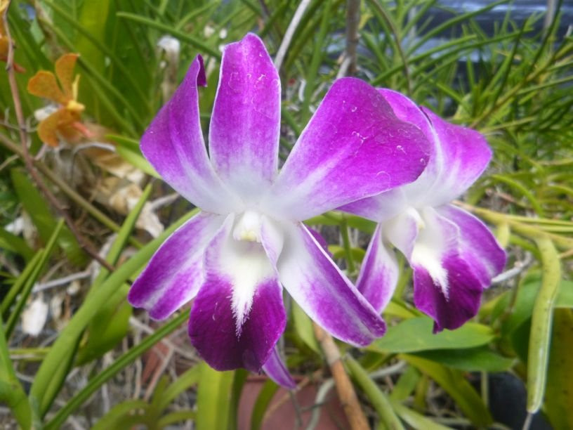 Jenny's Orchid Garden-Howard Springs必去景点