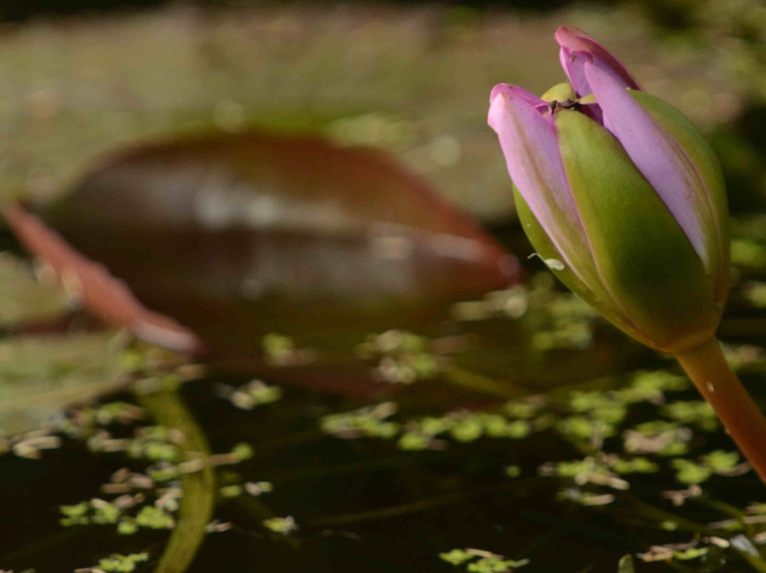 Random Harvest Country Cottages主图