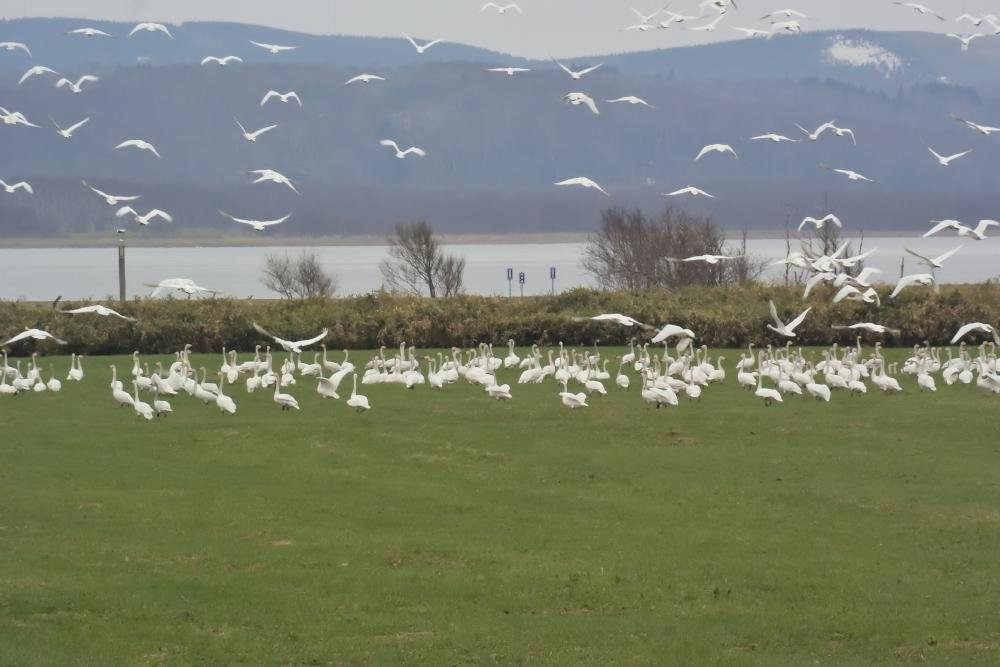 Onuma Bird House-稚内市必去景点