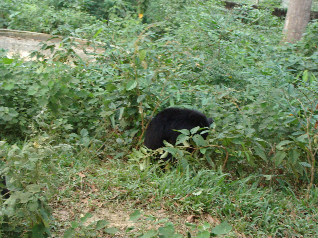 Dulahazra Safari Park景点图片