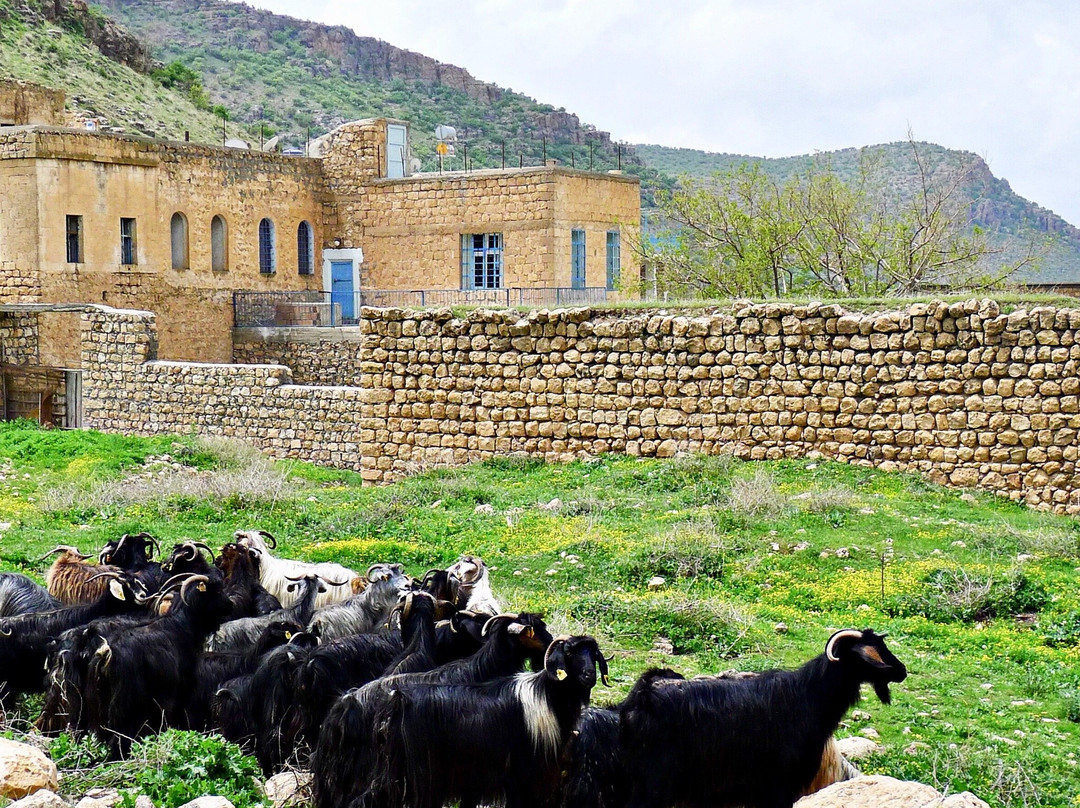 Savur旅游攻略图片