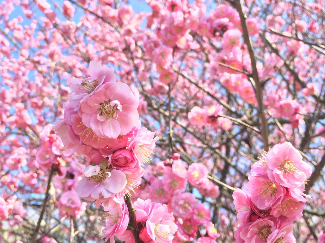 Ushinoo Shrine-小城市必去景点