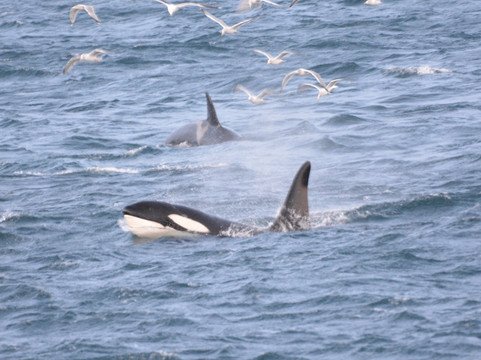 北极探险-特罗姆瑟必去景点